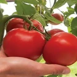 Дантина F1 — ранній індитермінантний томат, 500 насіння