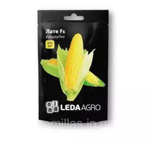 Насіння кукурудзи Лате F1, 100 шт — гібрид середньоранньої суперсолодкої цукрової кукурудзи LEDAAGRO