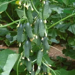 Насіння огірка Капрікорн F1/Kaprikorn F1, 250 насіння — огірок партенокарпічний, Yuksel Seeds