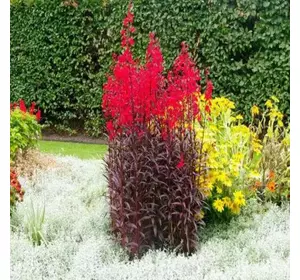 Лобелія Королева Вікторія насіння, 100 насіння — багаторічна, дуже приваблива рослина