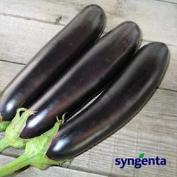 Насіння баклажана Миледа F1 1000 сем, Syngenta — ранній (75 дн), фіолетовий, витягнутно-циліндричний