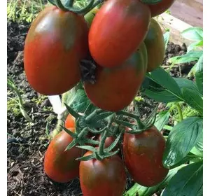 Насіння томату Де Барао Чорний F1, 30 насінин — Середньопізній (120-130 дн),