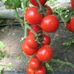 Насіння томату Хітомакс F1, 10 шт— індетермінантний, ранній, Kitano Seeds, дійсний до 2024 року, УЦІНКА
