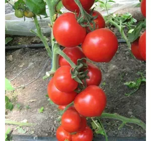 Насіння томату Хітомакс F1, 10 шт— індетермінантний, ранній, Kitano Seeds, дійсний до 2024 року, УЦІНКА