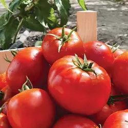 Насіння томату Тропікал Джем F1, 1000 нас — ранній, низькорослий, United Genetics, дата фасування 2016 г