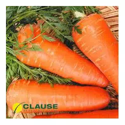 Насіння моркви Шантане (Clause) 0,5 кг — середньопоздня сортова (110-120 днів), тип Шантане