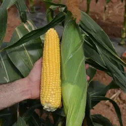 Насіння кукурудзи «Лискам F1» 5 000 насінин