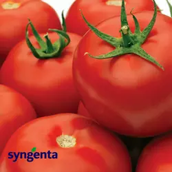 Насіння томату Гравітет F1 (Syngenta/АГРОПАК+) 10 сем — ранній (63-68 дн), червоний, напівдетермінантний, круглий