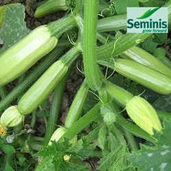 Насіння кабачка Іскандер F1 (Seminis), 500 насіння — ультраранний гібрид (40-45 днів), світле