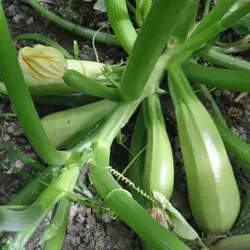 Насіння кабачка Аймаран F1 (Nunhems) 1000 насіння — партенокарпік, ранній гібрид, світлий