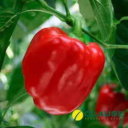 Насіння перцю Карисма F1 (Clause) 5000 насіння — раннє (70 днів), кубоподібний, червоний, солодкий