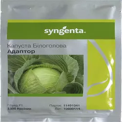 Насіння капусти Адаптор F1 (Syngenta), 2500 насіння — середньо-здобень гібрид (115-120 днів), білочане.