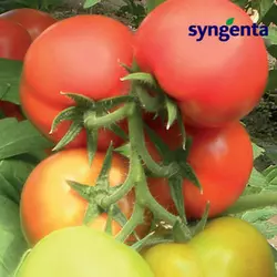 Насіння томату Кабінет F1 (Syngenta) 500 насіння — раннє (55 днів), червоне, напівдетермінантне, кругле