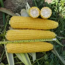 Насіння кукурудзи Добра/Добріня F1, 2500 насіння — рання, суперсолодка