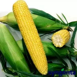 Насіння кукурудзи Хайглоу F1, 100000 семян — рання (74 дні), солодка, цукрова, Syngenta
