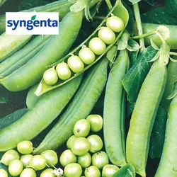 Насіння гороху Преладо (Syngenta) 100000 насіння/100 тис. сем — (58 днів), грубозернистий, овочевий