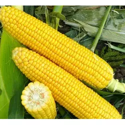 Насіння цукрової кукурудзи Добриня F1, 50 г — рання суперсолодка, №1 в Україні