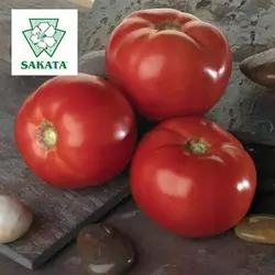 Насіння томату Белла Роса F1/SAKATA, 1000 сем. — детермінантний, салатний, великоплідний