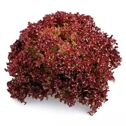 Насіння салату Кармесі , 100 шт — червоний, тип Лолло Россо, Rijk Zwaan