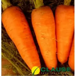 Насіння моркви Болтекс (Clause), 0,5 кг — середньопізня сортова (110-120 днів), тип Шантане