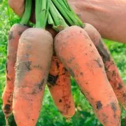 Насіння моркви Танжеріна F1 100 000 (1,6-1,8) насінин —середньоранній високоврожайний гібрид (110 днів) Takii Seeds