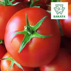 Томат Лінда F1, 1000 сем. — насіння детермінантного, крупноплідного томату