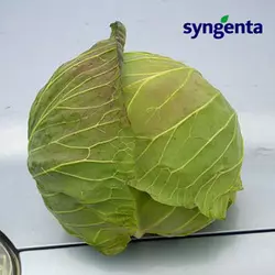 Насіння капусти Девотор F1 (Syngenta) 2500 насіння — середньо-здобень гібрид (120-125 днів), білочане.