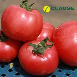 Насіння томату Афені F1 (Clause) 250 насінин — ранній (70 днів), РОЖЕВИЙ, круглий, індетермінантний.