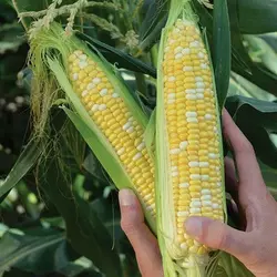 Насіння кукурудзи Камберленд F1, насіння 5000 — середньостиглий гібрид (76 дні), суперсолодка (аналог Ракель)