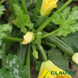 Насіння кабачка Кора F1 (Clause) 500 насіння — ранній гібрид, темно-зелений.