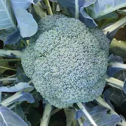Насіння капусти броколі Вавілон F1, 2500 насінин — середньостигла (65-70 днів), Clause