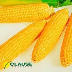 Насіння кукурудзи Леженд F1 (Clause), 1 кг — рання (70 днів), цукрова