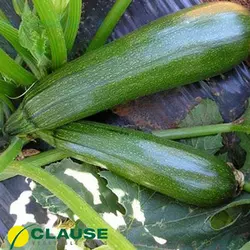 Насіння кабачка Тарміно F1 (Clause), 500 насіння — ранній гібрид, темно-зелений