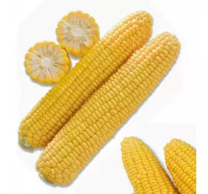 Насіння кукурудзи Тусон F1 / Тайсон F1 / TYSON F1,1 кг — середньостигла цукрова кукурудза