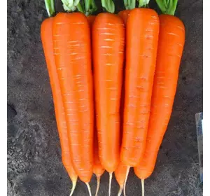 Насіння моркви «Лагуна F1» 100 000 шт.