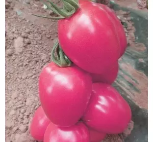 Насіння томату Пінк Піонер F1, 1000 насінин — високорослий, рожевий, Sakata