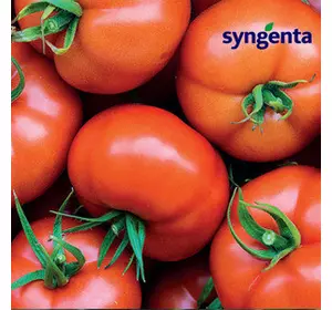 БОДЕРИН F1/BODERIN F1, 500 насіння — індитермінантний томат, Syngenta