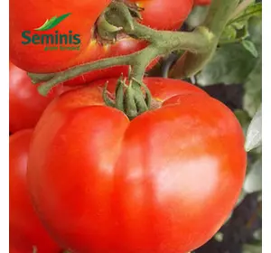 Насіння томату Дебют F1, 1000 нас — ультраранній, детермінантного, Seminis, дійсний до 06.19, УЦІНКА
