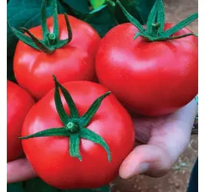 Насіння томату Маско F1, 250 нас — середньоранній, індетермінантний, Clause