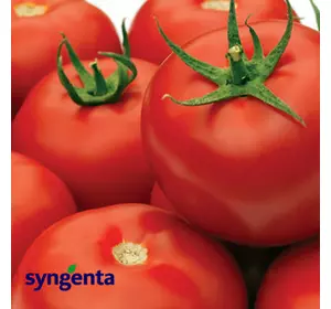 Насіння томата Гравітет F1, 500 насіння — ранній (50-60 днів) напівдетермінантний томат