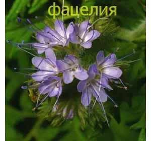 Фацелія насіння, 500 г — квітка-медонос, сидерат, гарна квітка