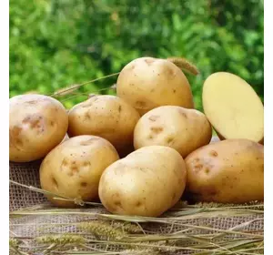 Семенной картофель Ривьера 2,5 кг (1 репродукция)