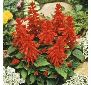 Насіння квітів Сальвія Піколо червоний, 0,1 г, Hem Zaden, дійсний до 11.23, УЦІНКА