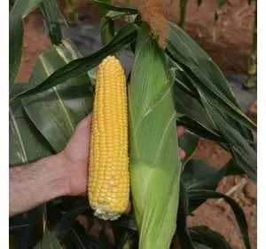 Насіння кукурудзи «Лискам F1» 5 000 насінин