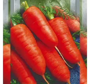 Насіння моркви Каротель, 20 г — Середньостиглий сорт, SeedEra