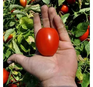Насіння томату «Деріка F1» (KS/КС 720 F1) — детермінантний, сливовидний, 1 000 насінин