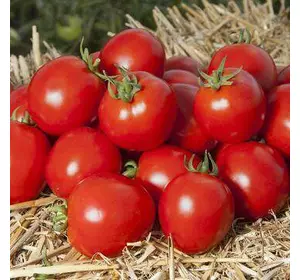 Асвон F1 насіння томату, 50 насіння — ранній (95-100 днів), детермінантний, LEDAAGRO