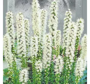 Насіння квітів Ліатрис білий 0,2 г, Seedera