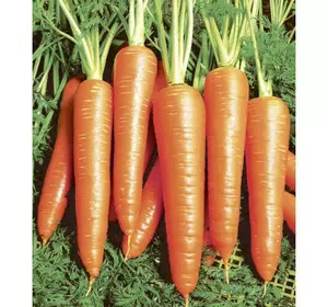 Насіння моркви Віта Лонга, 5 г — морква, пізній сорт LEDAAGRO