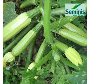 Насіння кабачка Іскандер F1 (Seminis), 1000 насіння — ультраранний гібрид (40-45 днів), світле